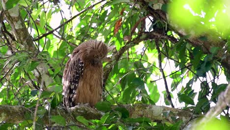 The-Buffy-Fish-Owl-is-a-big-owl-and-yet-the-smallest-among-the-four-Fish-Owls