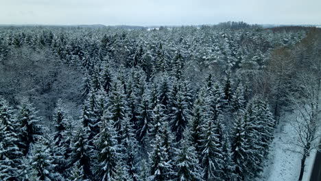 green pine trees forest covered with white snow with a black road on the edge near deby poland on a cloudy day