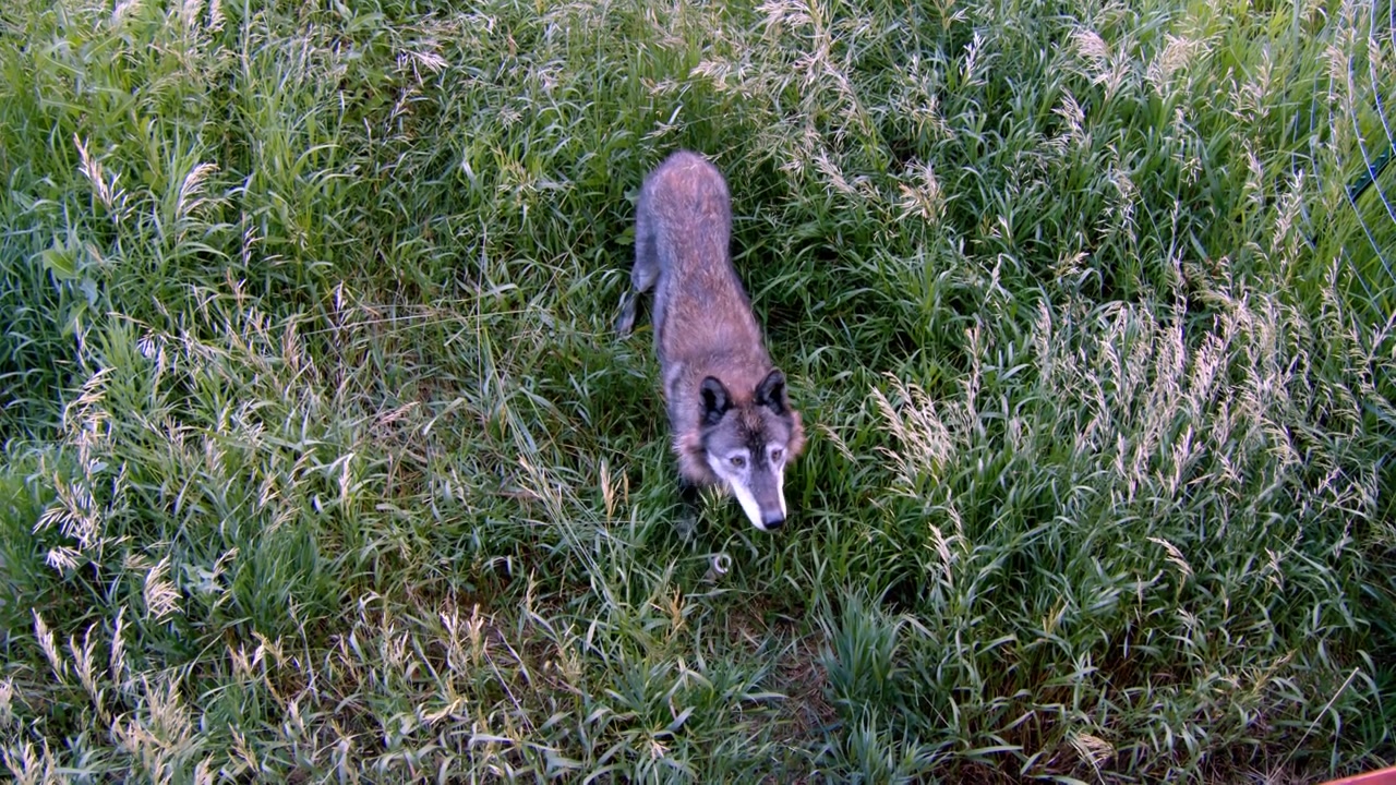 A grey wolf named Koa.