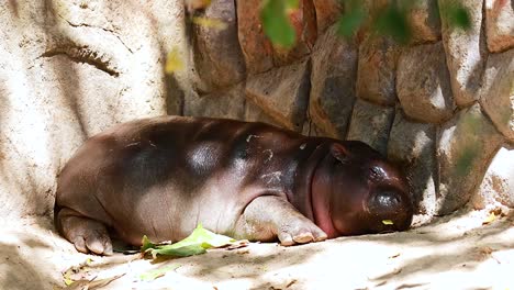 un hipopótamo pigmeo se relaja en un recinto del zoológico