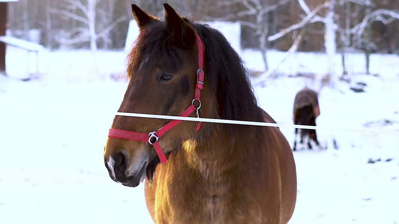 Brown horse with a red halter stands near a white fence in a snowy landscape
