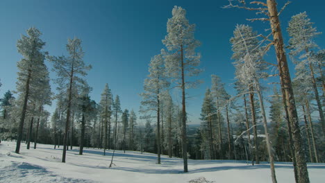 Stunning-cinematic-shot-tracking-right-to-Left-with-pan-of-frozen-pine-trees