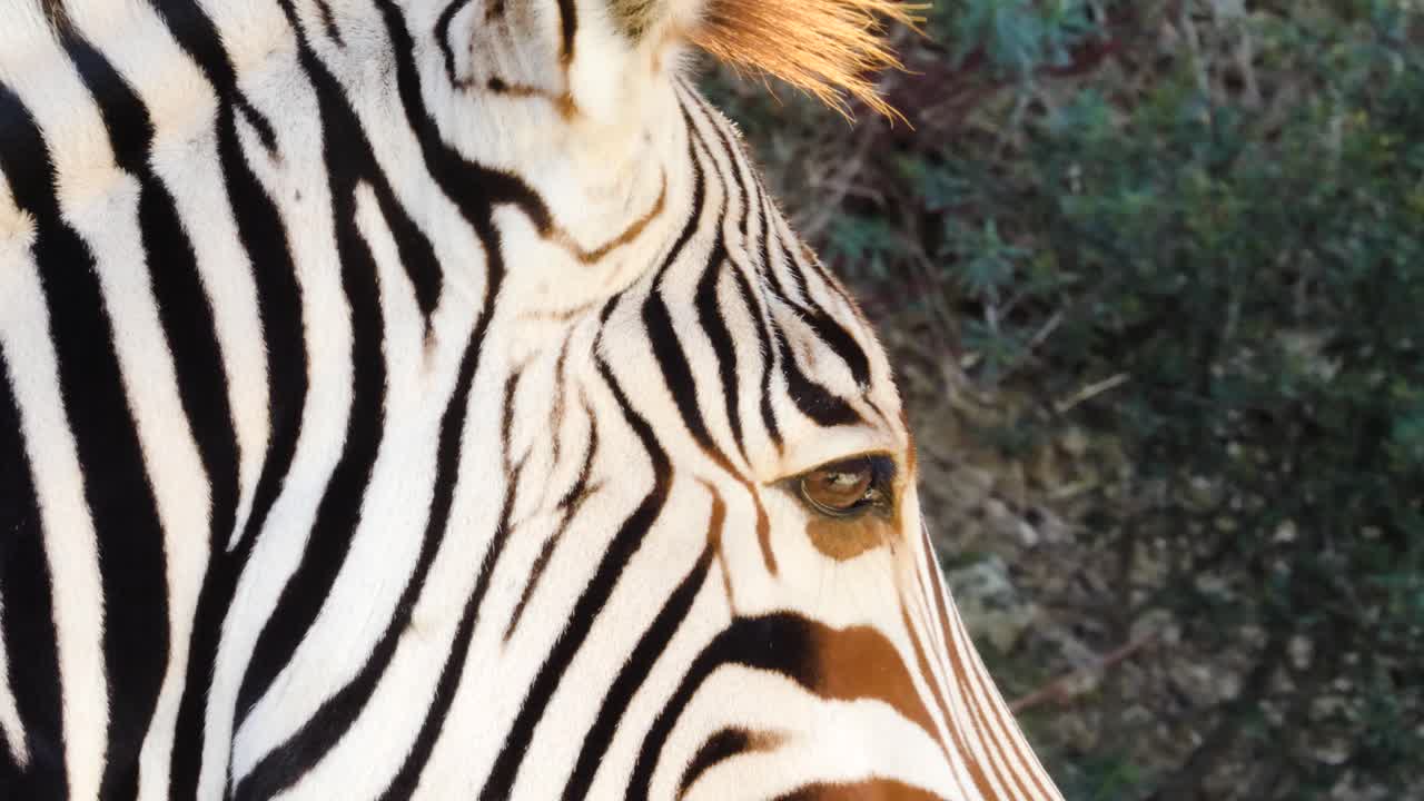 Zebra walking and laying on grass.