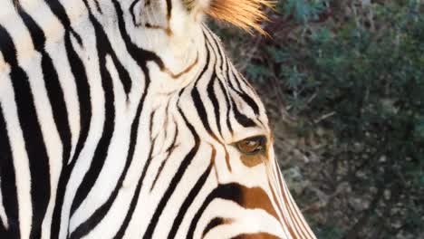 zebra walking and laying on grass.