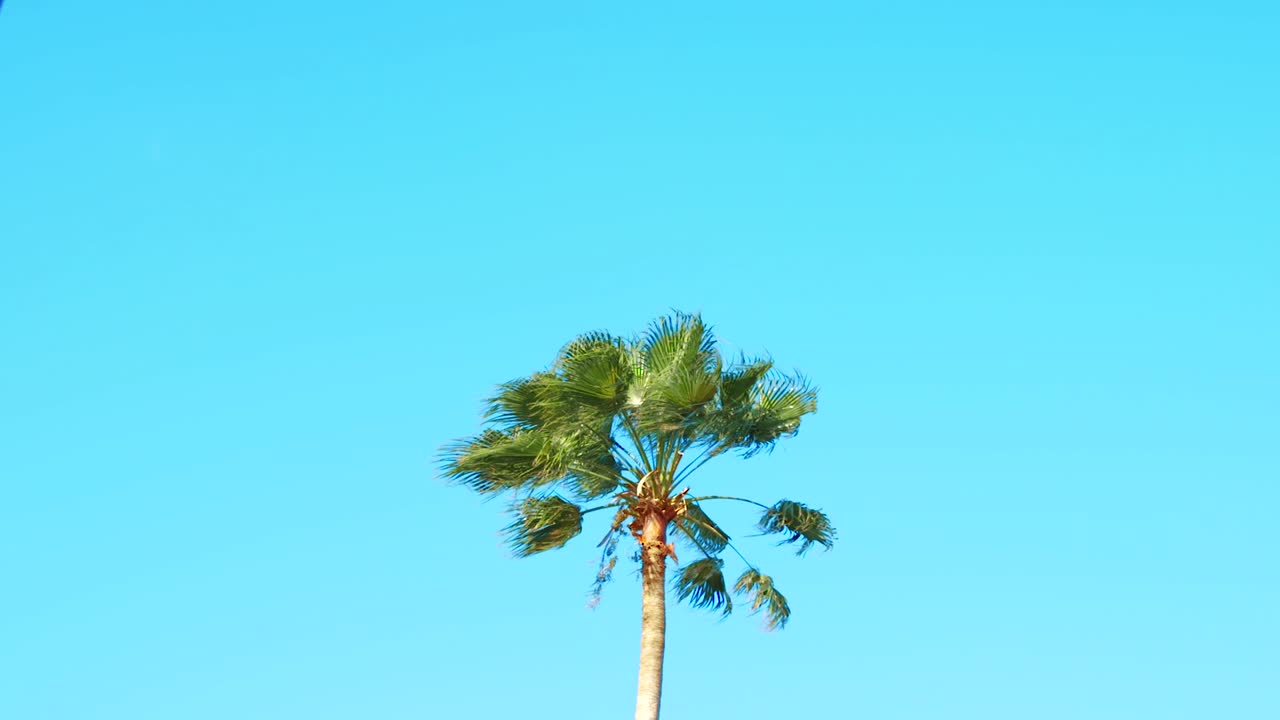 Palm tree blowing in wind with blue sky background and copy space, SLOW MOTION