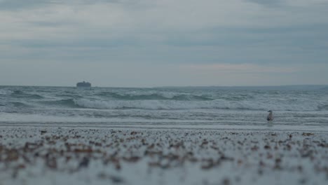 Seagull-stands-in-the-ocean-waves-looking-for-prey,-it-walks-off-screen