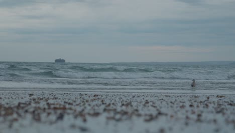 la gaviota está en las olas del océano buscando presa, camina fuera de la pantalla