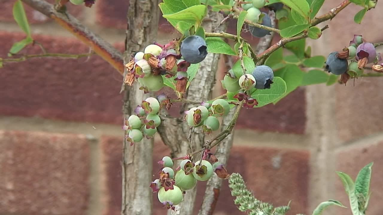 A bunch of blueberries ripening on a bush in England