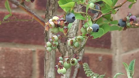 a bunch of blueberries ripening on a bush in england