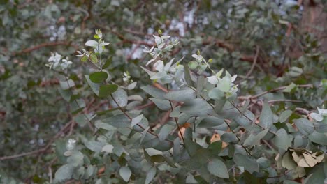 eucalyptus leaves and branches moving in the wind