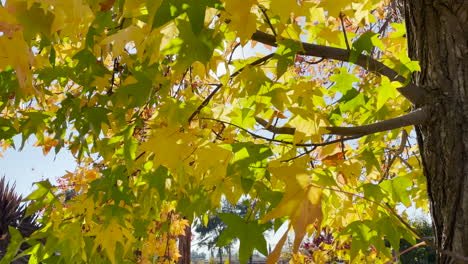 tree with sun-seeking through leaves