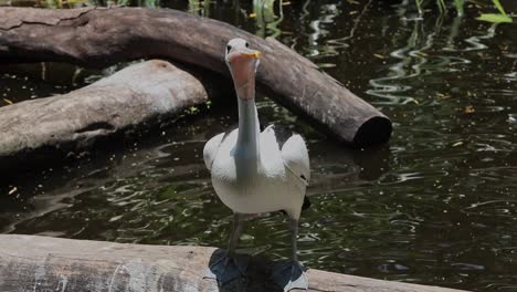pelican catches and eats fish on log in natural wetland environment