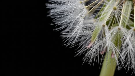 a close-up exploration of a dandelion seed head adorned with raindrops, showcasing nature's intricate beauty and fragility against a dark background