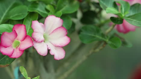 vista más cercana y movimiento de la cámara del lado izquierdo de una planta de adenium obesum y su flor