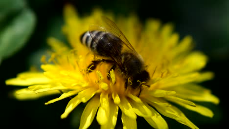 Aufnahmen-Von-Bienen,-Die-Pollen-Von-Gelben-Blüten-Sammeln