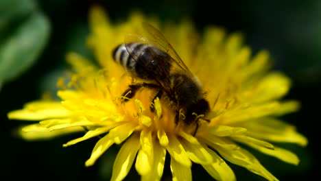 Imágenes-De-Una-Abeja-Recogiendo-Polen-De-Una-Flor-Amarilla