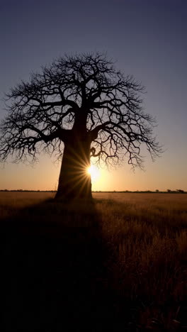 baobab tree silhouette at sunrise/sunset