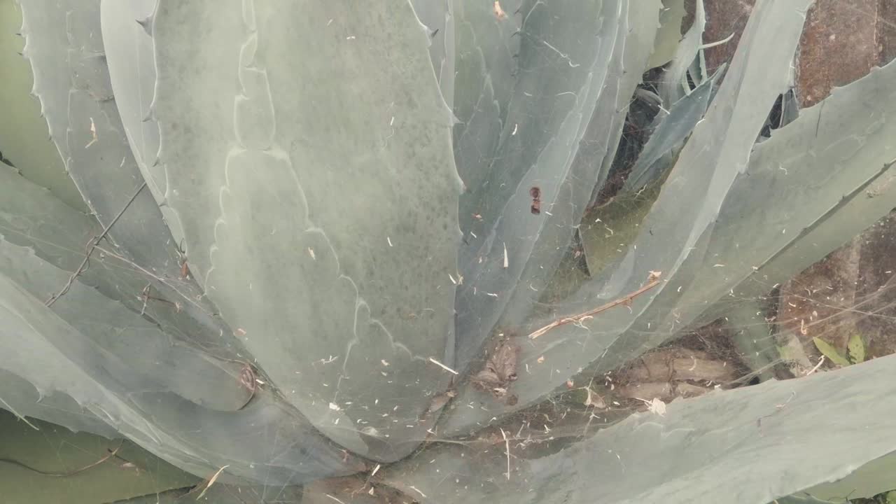 disparo alejándose de la telaraña en la planta