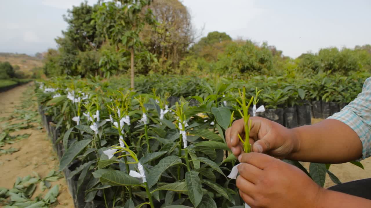 imágenes de un agricultor que muestra el proceso de injerto