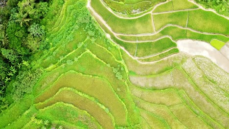 Aerial-top-down-shot-of-green-colored-rice-fields-in-rural-area-of-Indonesia-in-sunlight