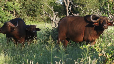 tres búfalos del cabo parados tranquilamente en la pradera en la reserva privada de caza klaserie, sudáfrica