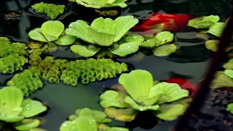 two lionhead goldfish or oranda (carassius auratus) peacefully swimming among the floating duckweeds in a pond, exotic pet and hobby