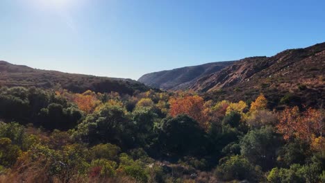 view of the fall leaves at mission trails regional park in san diego california