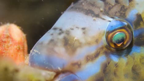 a close-up video of a colourful parrotfish at night moving its mouth and eyes