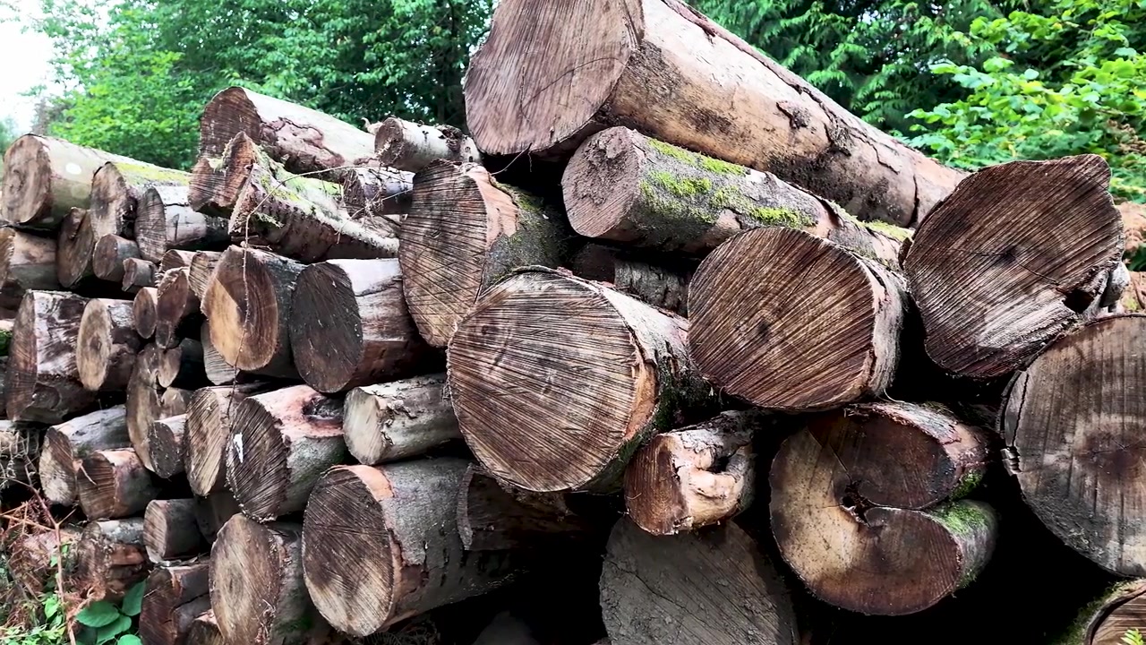 Large logs lie in a dense forest stack, rough cut ends and bark filling the frame for lumber, deforestation or natural resource themes.