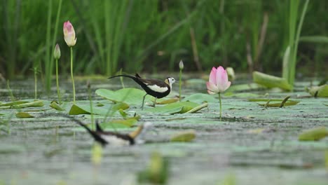 bonding behavior of pheasant-tailed jacanas in rainy habitat