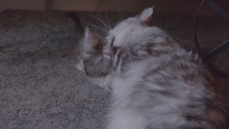maine coon mum cleaning and playing with her kitten on the floor