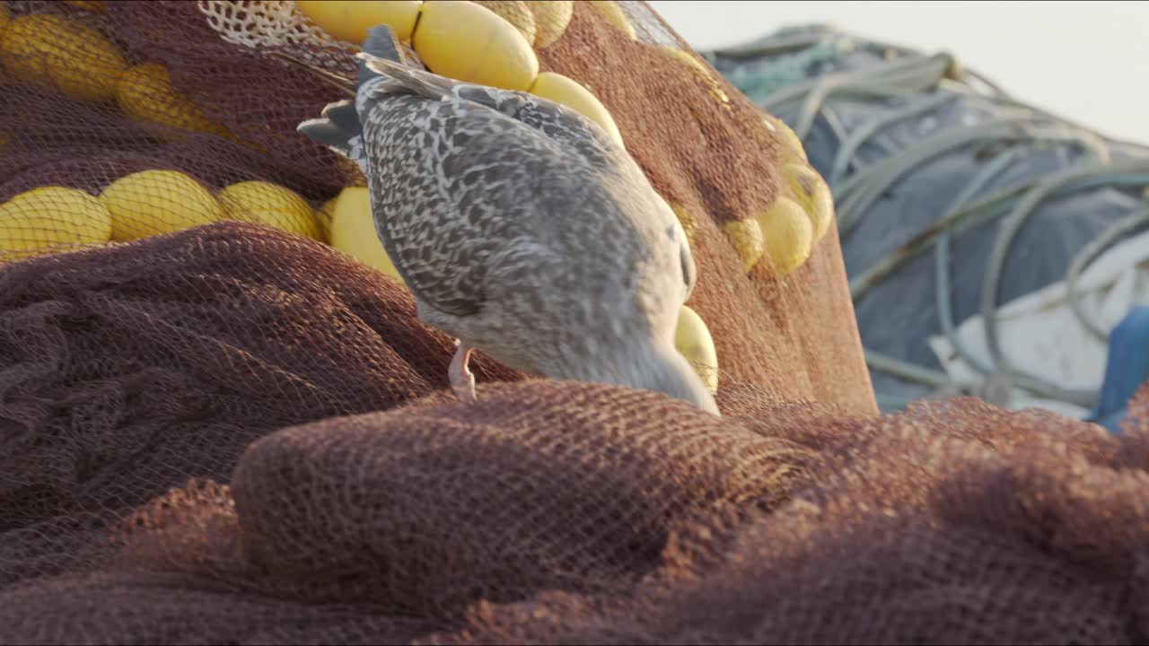 Seagull looks for food on fishing net on the docks in Porto, Portugal