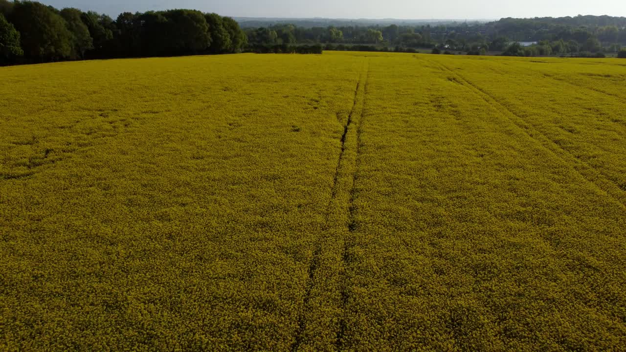 Vista aerea panoramica che si allontana dalla campagna di luminosi campi di colza giallo dorato verso l'orizzonte agricolo all'alba.
