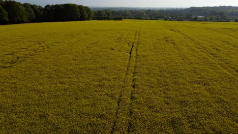 Establecimiento-De-Una-Vista-Aérea-Que-Invierte-El-Campo-De-Colza-De-Color-Amarillo-Dorado-Brillante-Hasta-El-Horizonte-De-Las-Tierras-De-Cultivo-Del-Amanecer