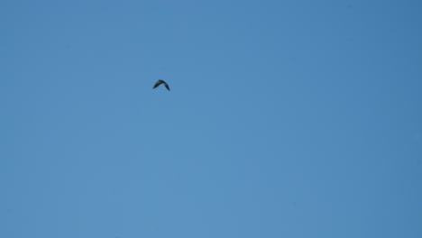 southern lapwing (vanellus chilensis) flying against clear blue sky - native bird of south america
