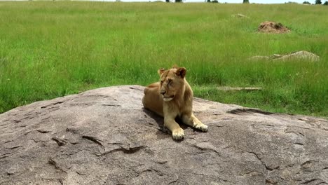 lone young male lion resting on rock in african savanna