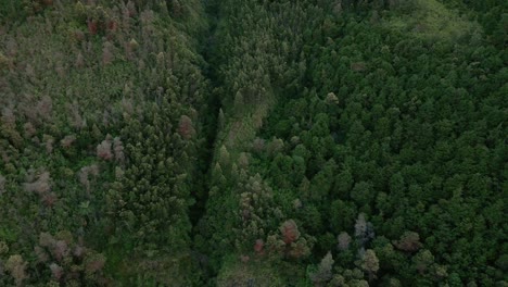 Dense-forest-of-mount-sumbing,-aerial-nature-scenery