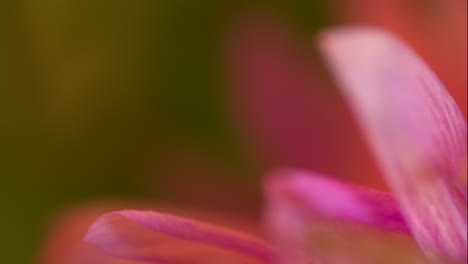 el estante de primer plano se centra en los pétalos de una flor de crisantemo fucsia vibrante