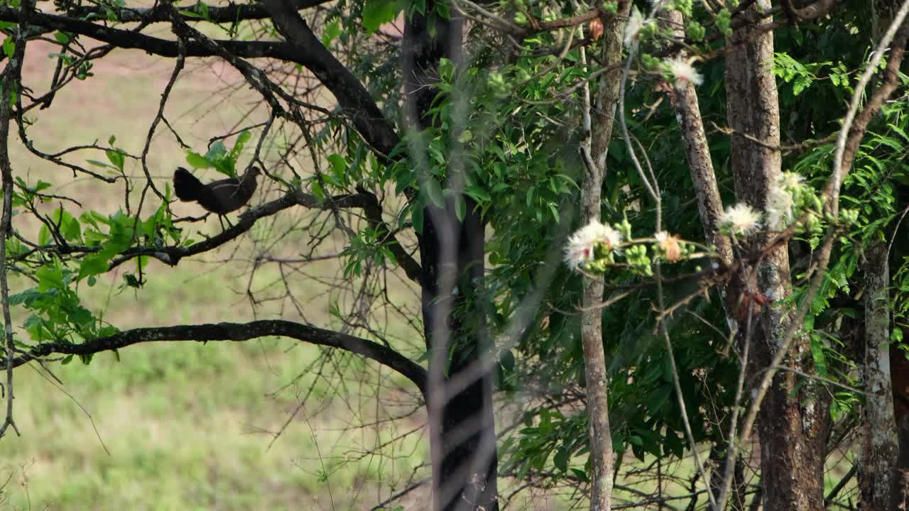 멀리서 나무 가지에 앉아 실루엣, 밀림새, 갈루스, 푸키아오 야생동물 보호구역, 태국을 만드는 모습