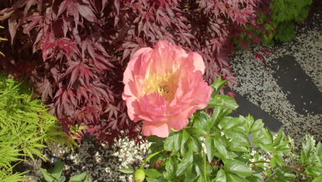 panning wide shot of paeonia bowl of beauty flower with acers in background