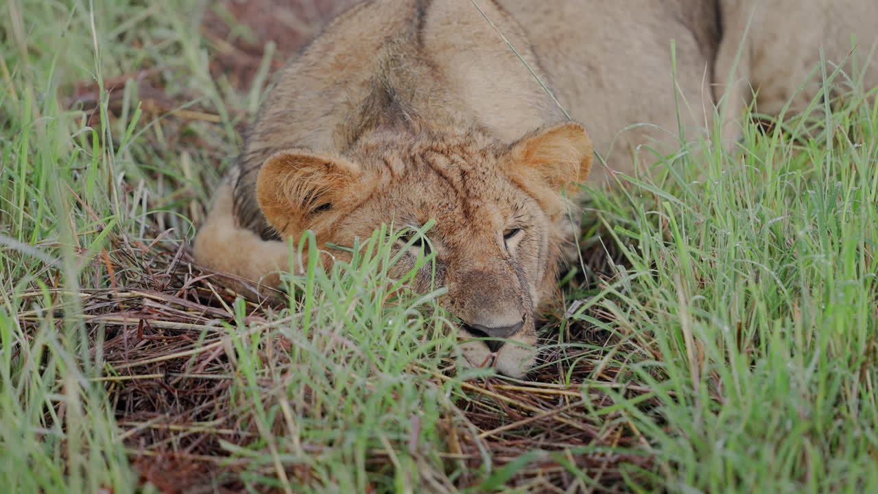 Lion Cub Resting in Grass