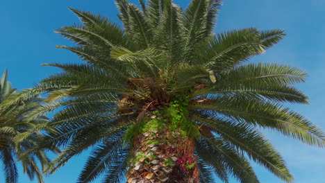 palmera en un día de viento