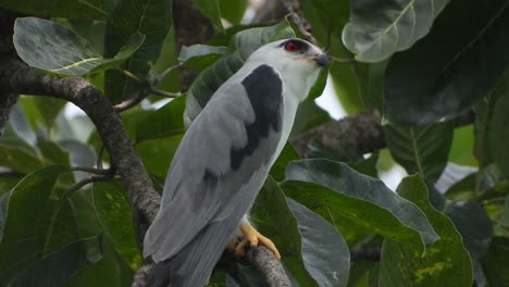 Black-winged-kite-UHD-MP4-4k-