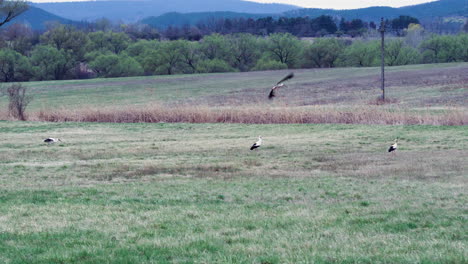 Cigüeñas-En-El-Campo-Cazando-En-Busca-De-Comida,-Luego-Volando-En-4k