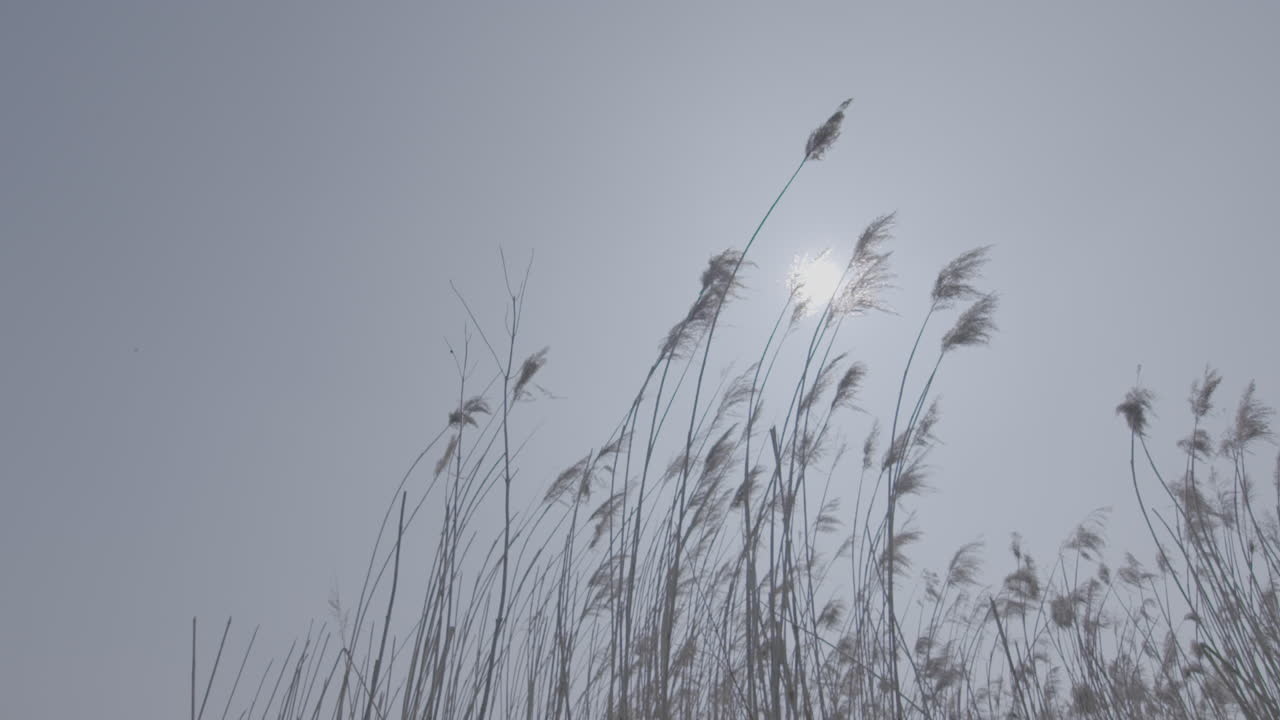 작은 가 ⁇ 운 식물이 바람에 흔들리고 천천히 하늘을 배경으로 그리고 태양이 로그를 통해 오는
