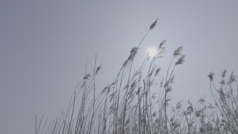 pequenas plantas leves ondulando no vento em slowmotion com o céu ao fundo e o sol vindo através do tronco