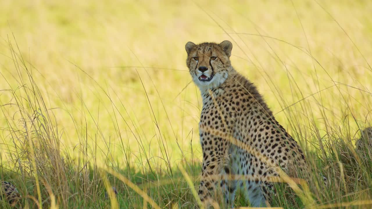 fotografía en cámara lenta de un guepardo solo bajo la sombra de un árbol de acacia refrescándose, lejos del brillante sol de kenia, vida silvestre africana en masai mara, kenia, áfrica animales de safari en masai mara