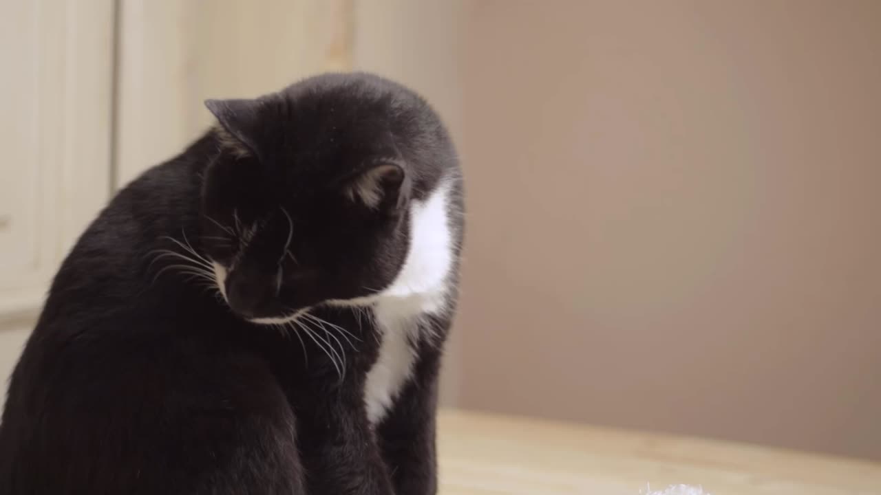 Black and white grooming and washing