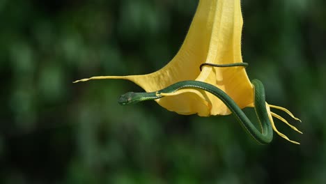 Víbora-De-Vogel,-Trimeresurus-Vogeli