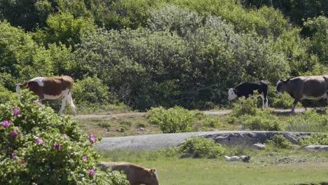 Cows-and-Calves-Walking-Along-Coastal-Rural-Road,-Slow-Motion